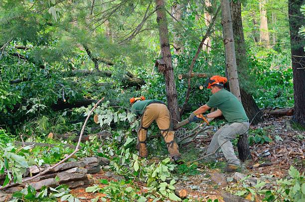 The Steps Involved in Our Tree Care Process in Alva, OK